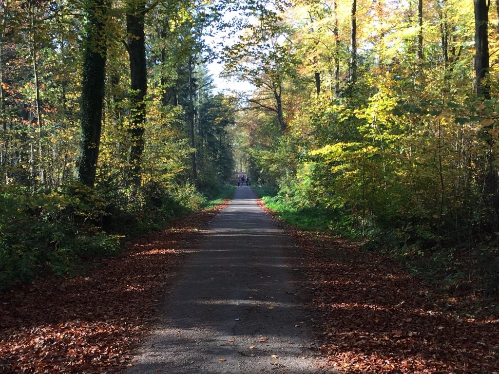 Forêt de Grünhaut